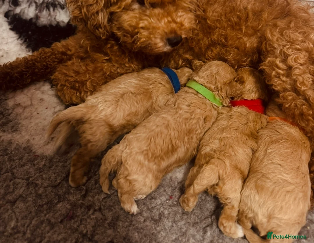 Maltipoo dogs for sale: ⭐️ Health Tested Stunning Maltipoos ⭐️ in Wolverhampton - Advert 9