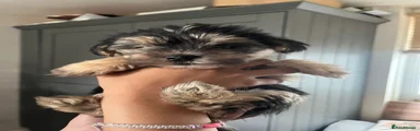 Mixed Breed Puppy 1