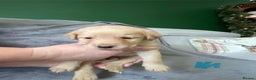 Labrador Retriever dogs for sale: Stunning litter of 9 golden labradors  - Advert 21
