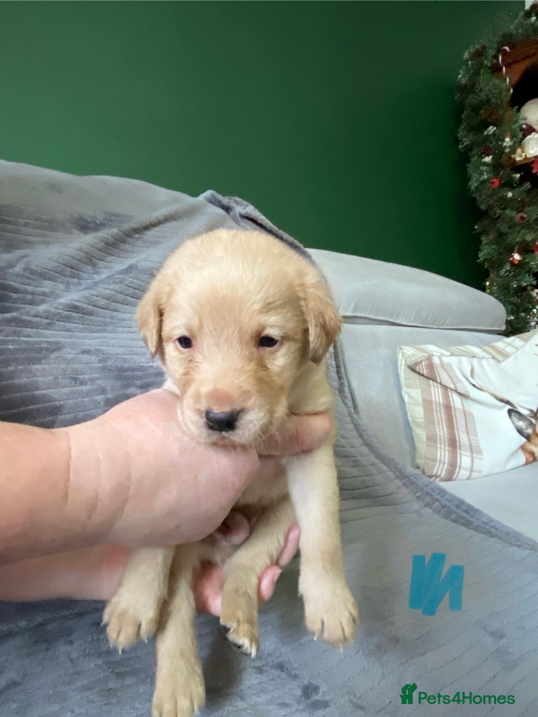 Labrador Retriever dogs for sale: Stunning litter of 9 golden labradors  - Advert 21