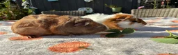 Guinea Pig rodents for sale: 2 young male guinea pigs 8 weeks old in Ormskirk - Advert 2