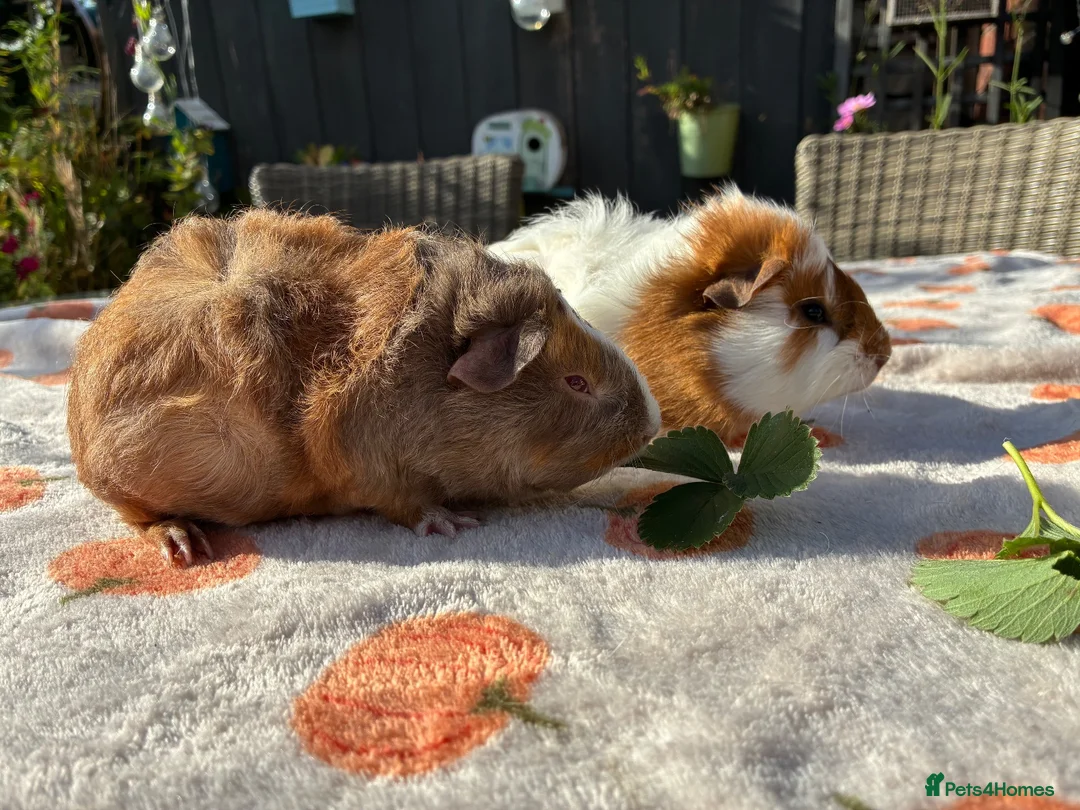 Guinea Pig rodents for sale: 2 young male guinea pigs 8 weeks old in Ormskirk - Advert 2