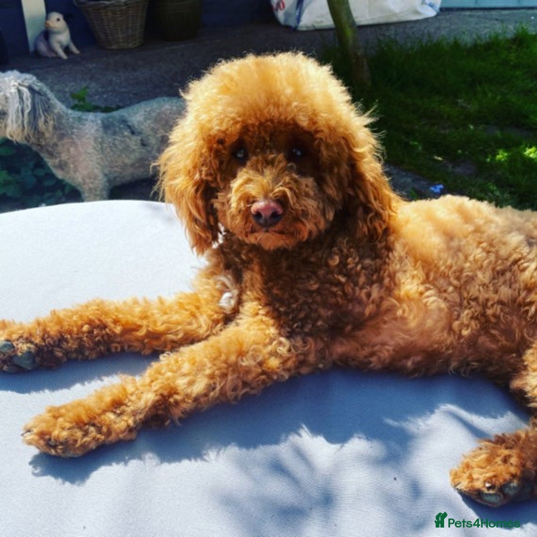 Toy Poodle dogs for stud: RED TOY POODLE KC REGISTERED PROVEN STUD in Derby - Image 6