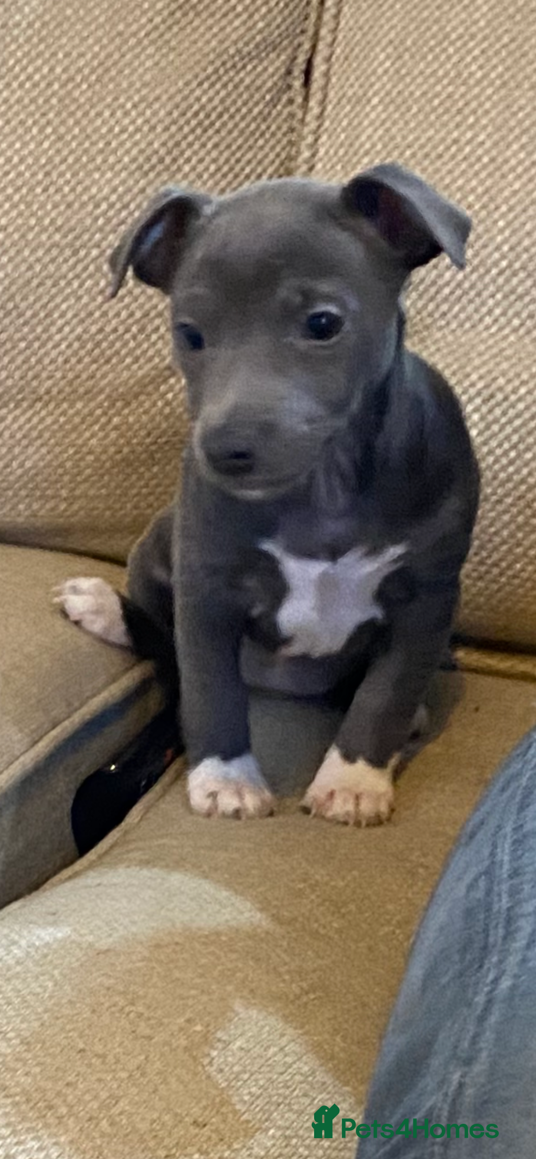 Jack Russell dogs for sale:  beautiful All blue smooth coated short legged JRT - Advert 1