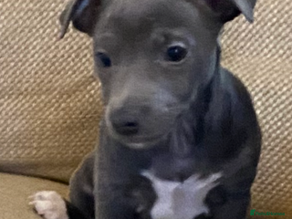 Jack Russell dogs beautiful All blue smooth coated short legged JRT - Advert 2