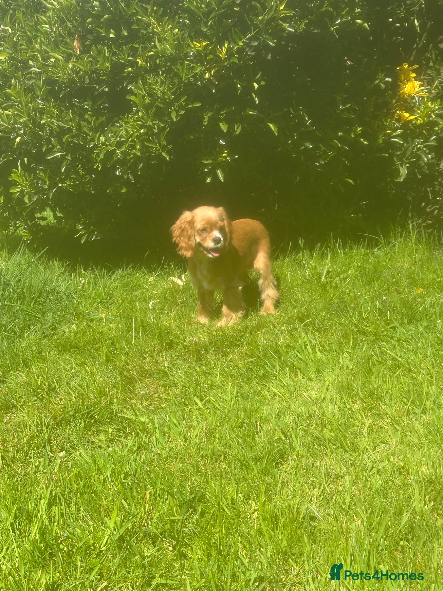 Mixed Breed dogs Cockalier fully vaccinated  - Advert 2