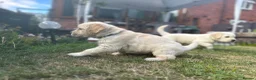 Golden Retriever dogs for sale: Gorgeous Chunky Golden Retriever Puppies - Advert 17