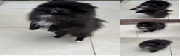 Pomeranian dogs for sale: Black Pomeranian puppy girl  - Advert 1