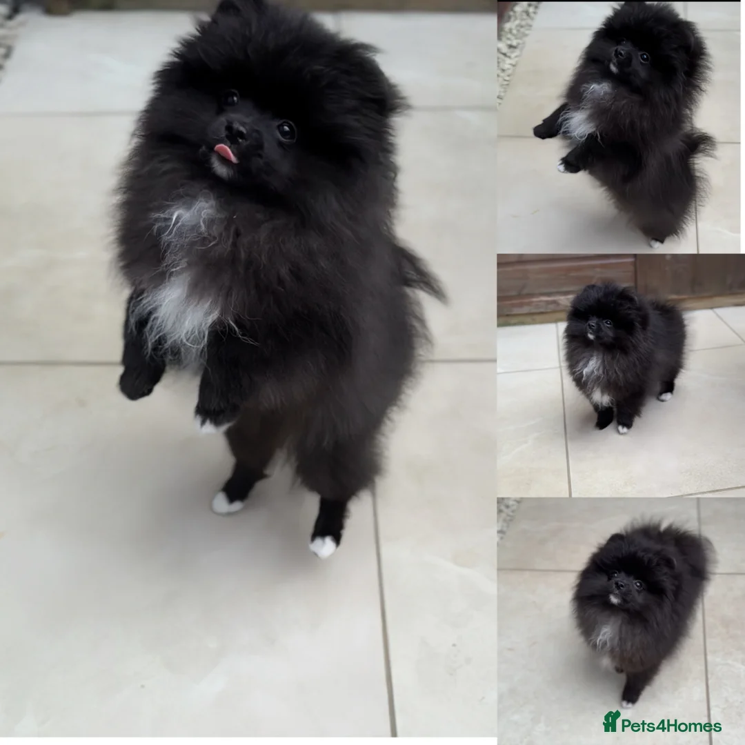 Pomeranian dogs for sale: Black Pomeranian puppy girl  - Advert 1