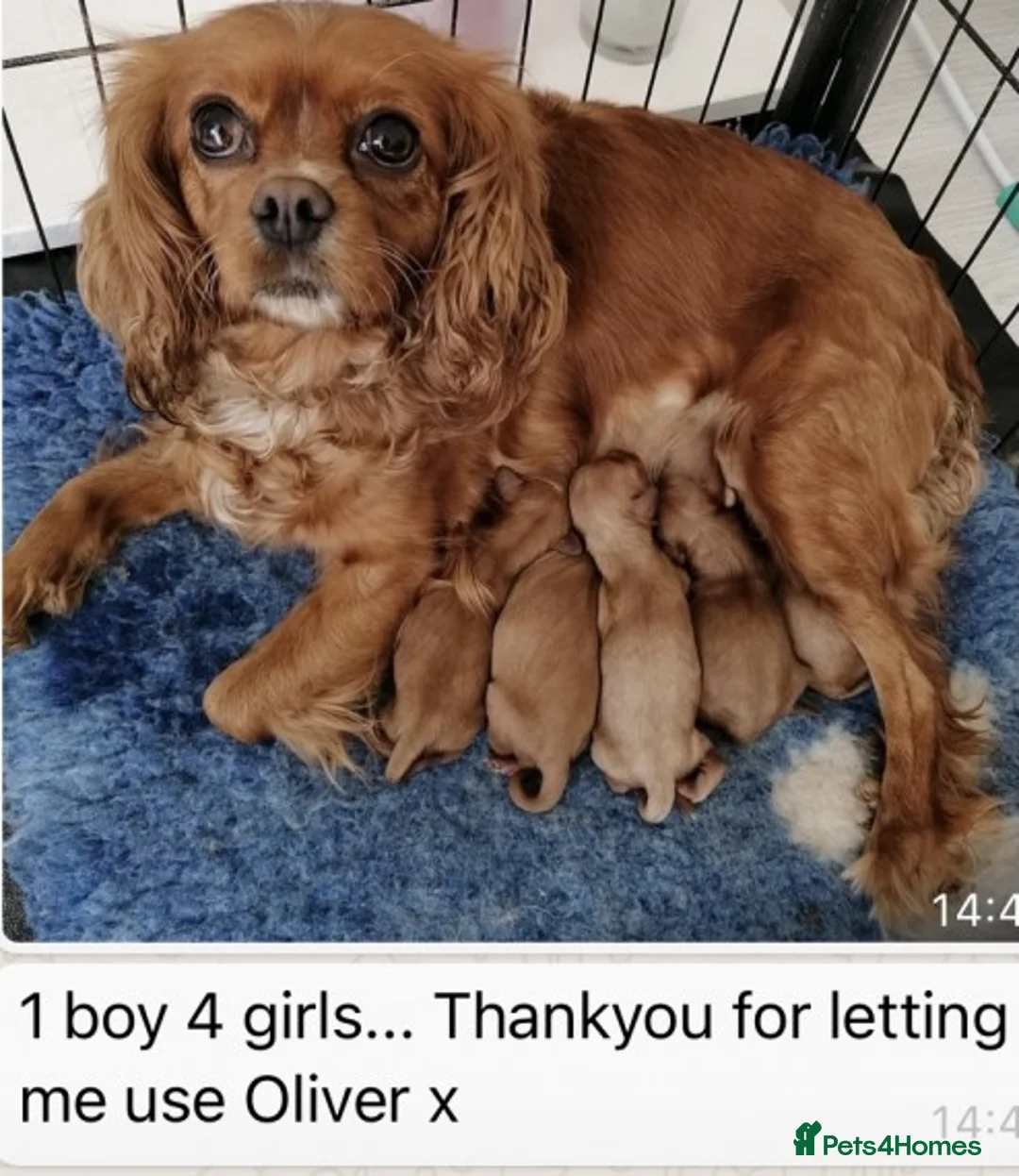 Cavapoo dogs for stud: Extensively Heath Tested Deep Red Min Poodle in Mansfield - Advert 4