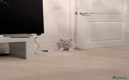 Pomsky dogs for sale: Vergil - Image 5