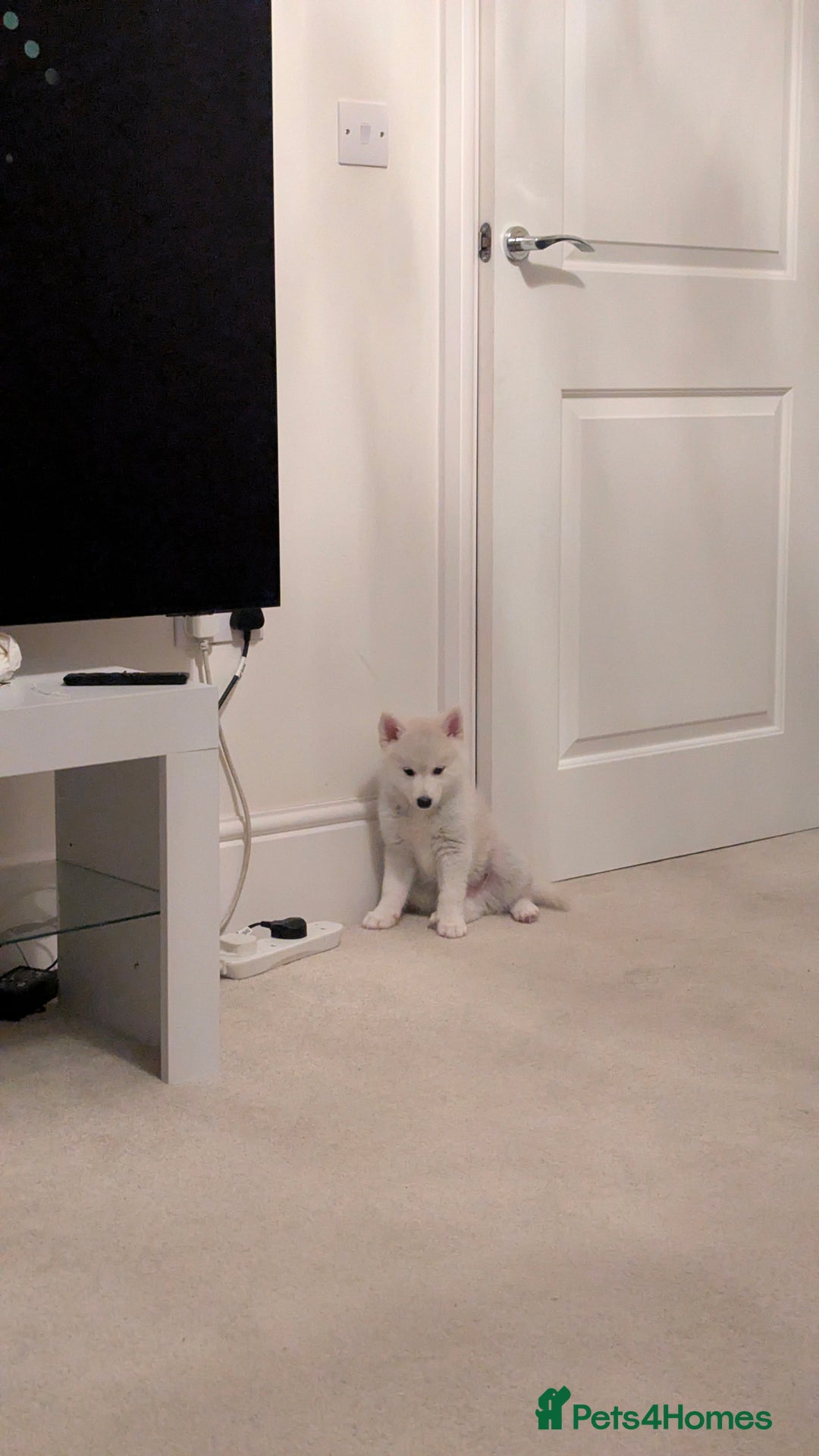 Pomsky dogs for sale: Vergil - Image 5