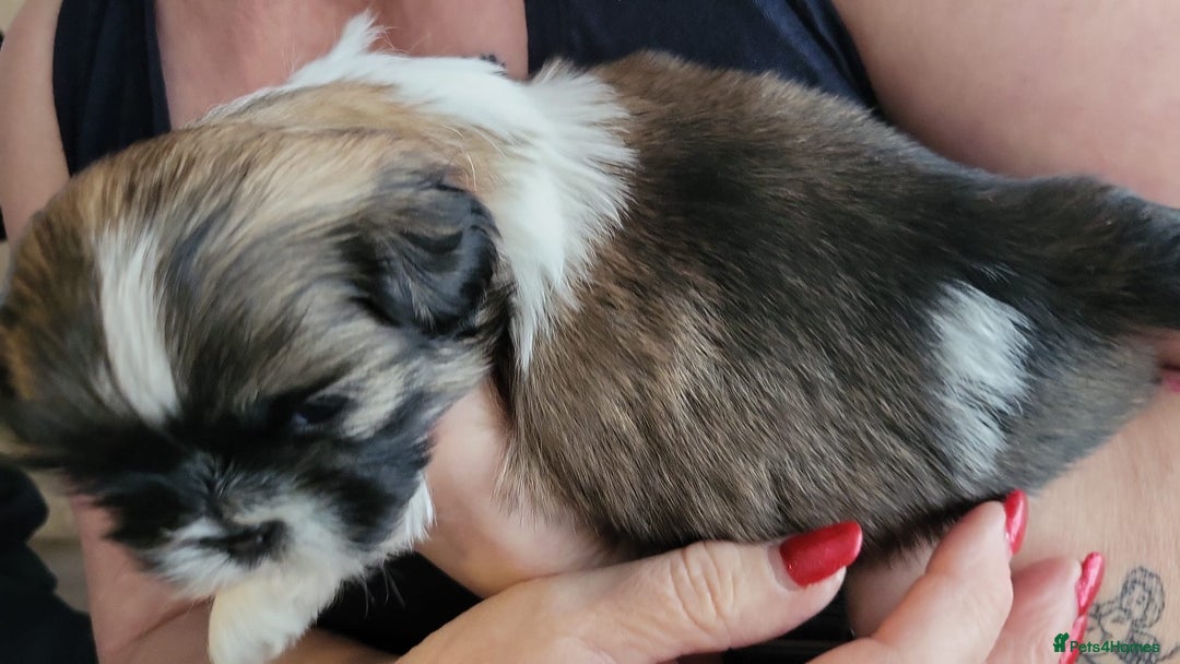 Shih Tzu dogs for sale: Beautiful shihtzu puppies  - Advert 20