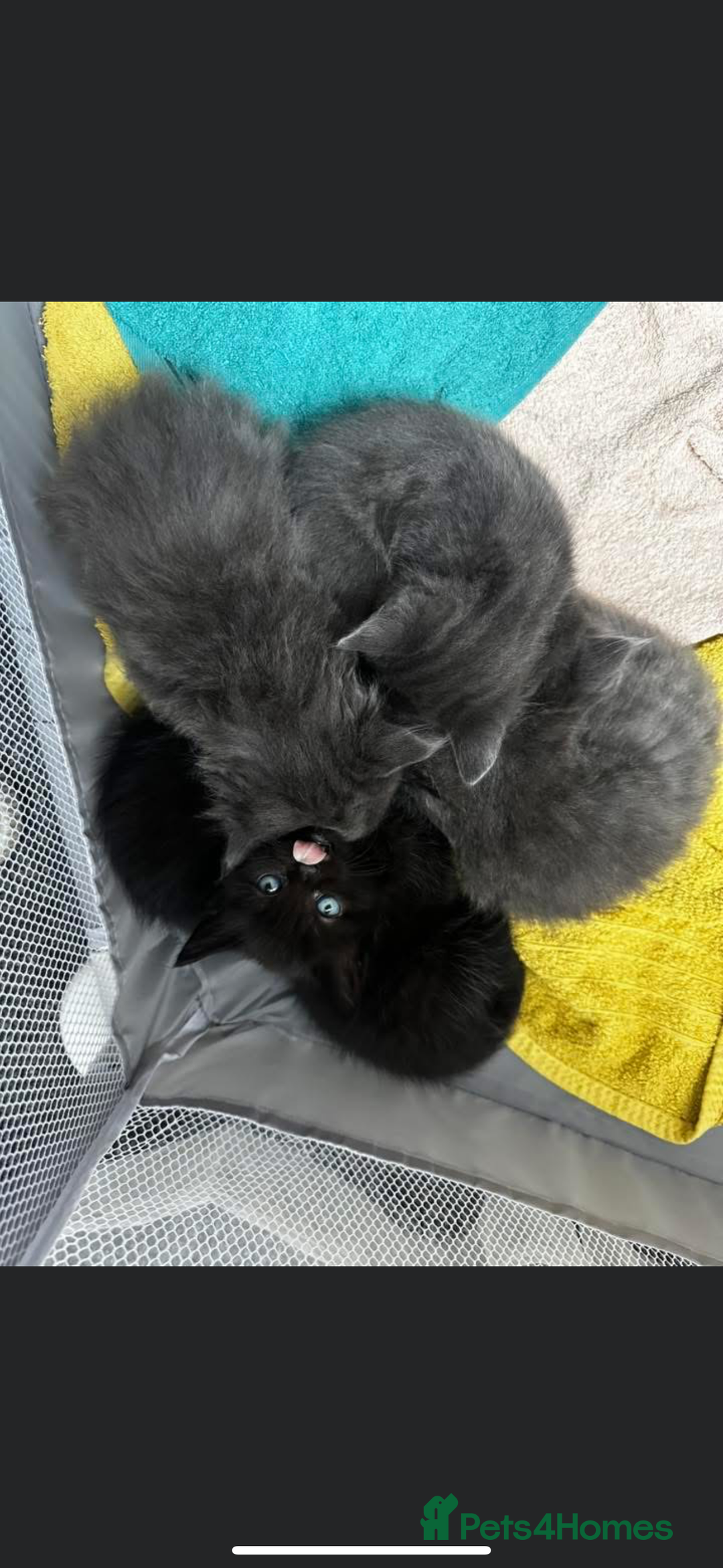 Mixed Breed cats for sale: Two stunning grey female kittens for sale  - Advert 4
