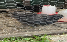 Chickens poultry for sale: 2 pretty black silkies for sale - Image 2