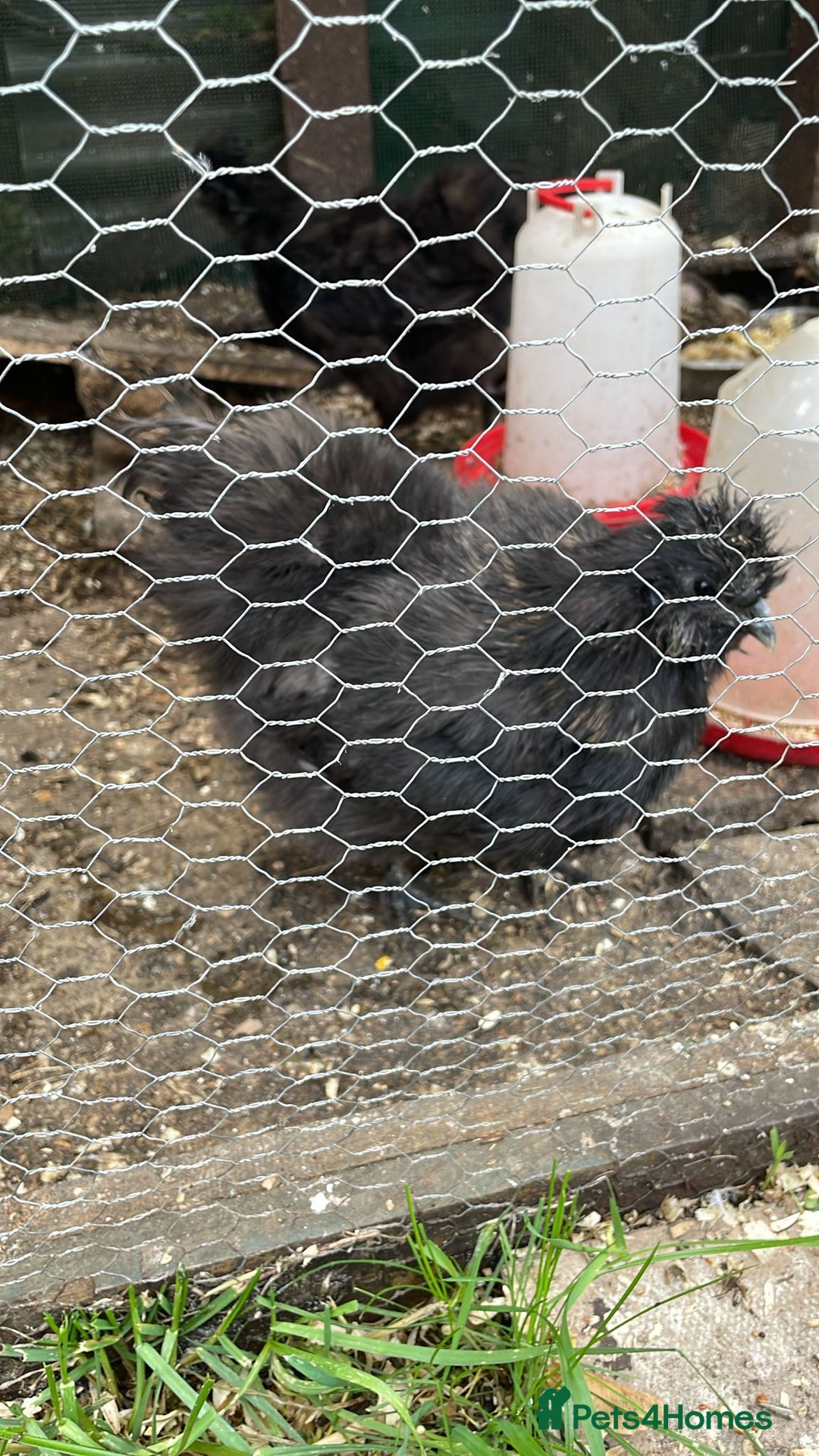 Chickens poultry for sale: 2 pretty black silkies for sale - Image 2