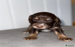 Sprocker dogs for sale: Sprocker puppies - Image 9