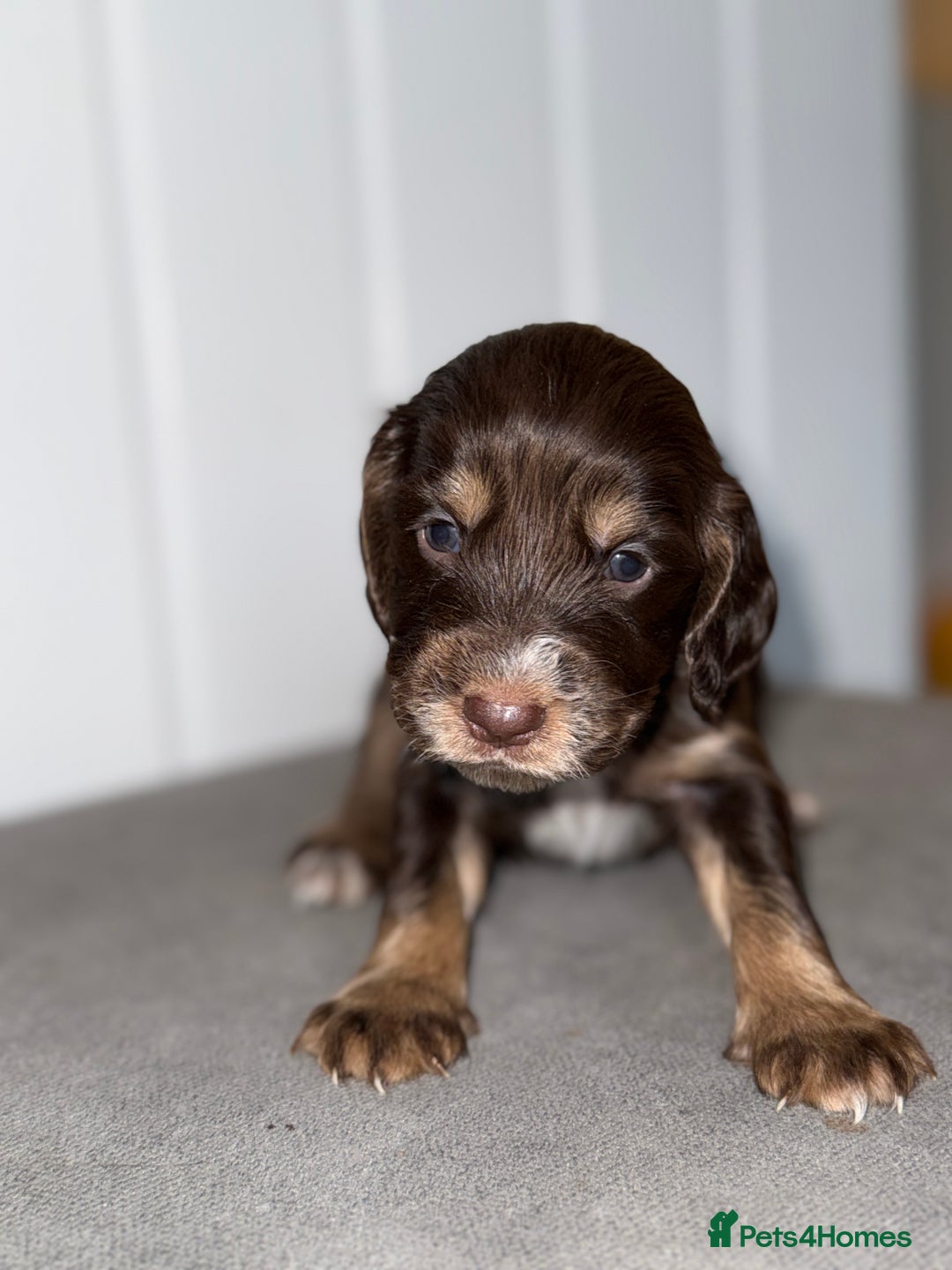 Sprocker dogs for sale: Sprocker puppies - Image 9