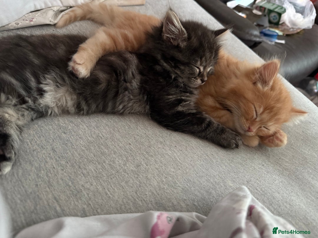 Mixed Breed cats for sale: 3 beautiful maincoon cross kittens  - Image 4