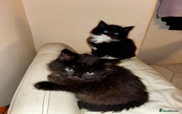 Mixed Breed cats for sale: Beautiful fluffy kittens looking for new home🥰 - Image 4