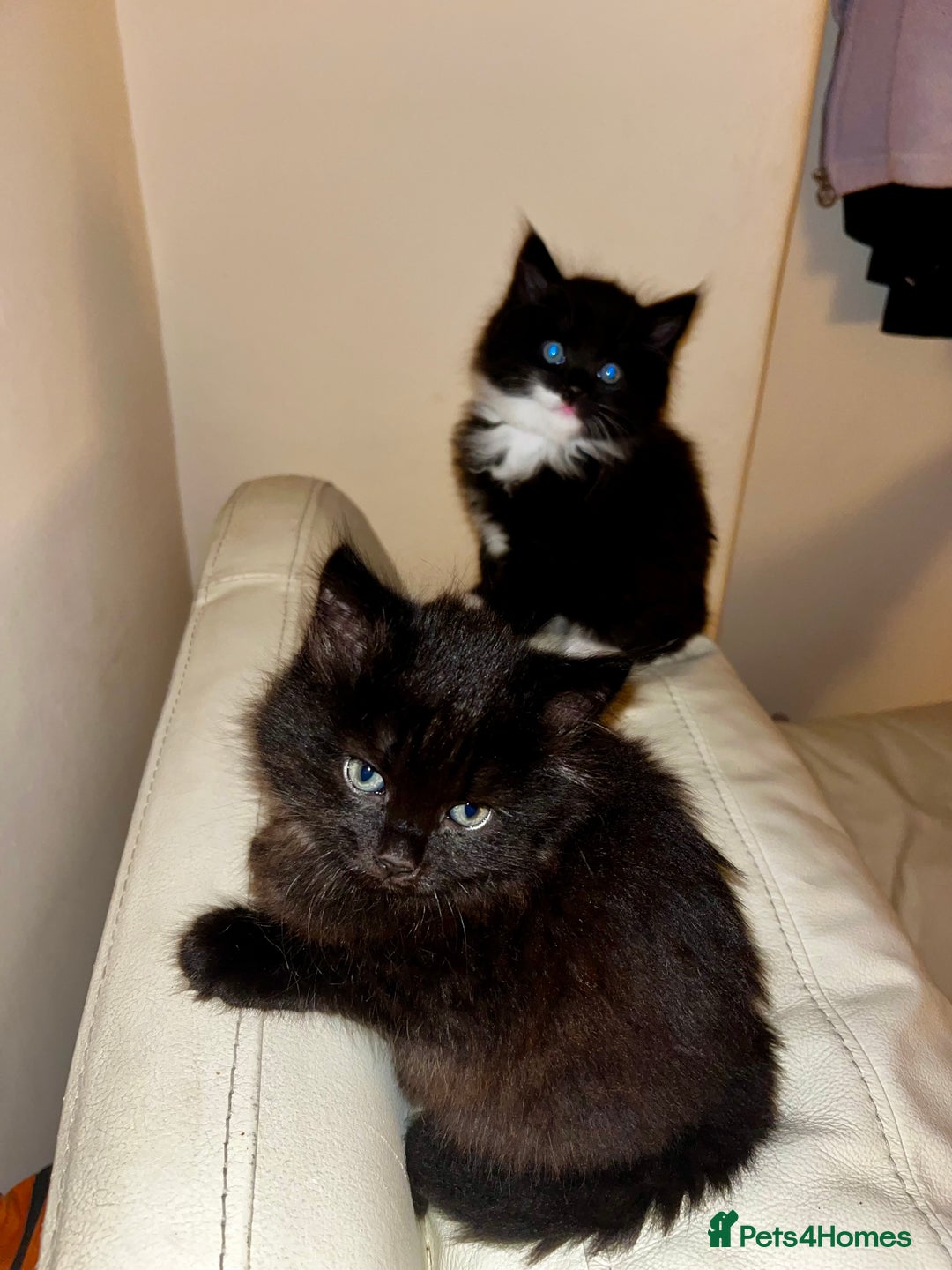 Mixed Breed cats for sale: Beautiful fluffy kittens looking for new home🥰 - Image 4