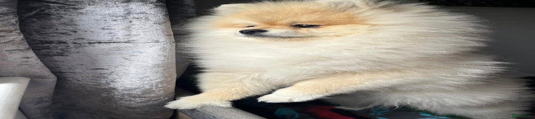 Pomeranian Puppy 3