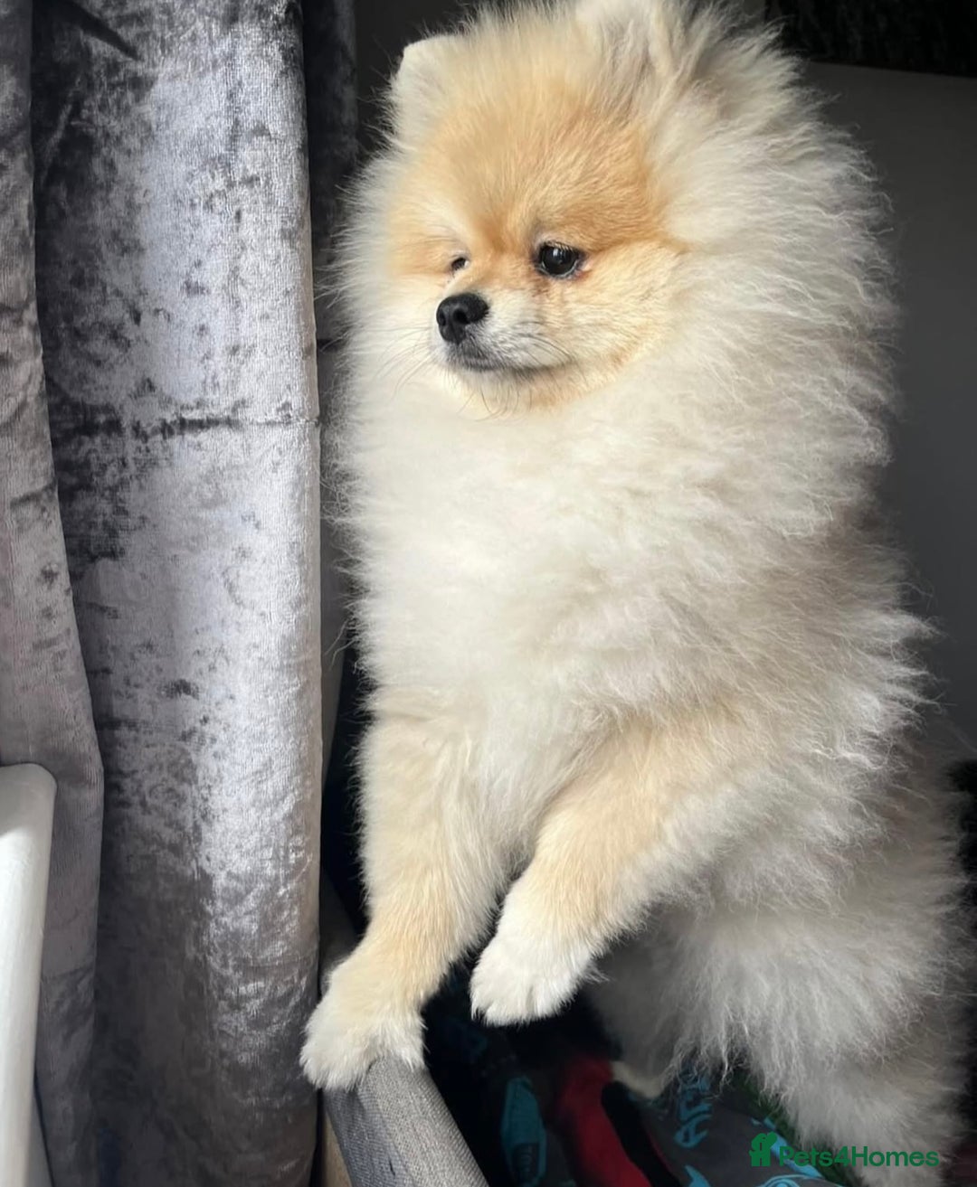 Pomeranian dogs for sale: Kc reg Pomerania  - Image 13