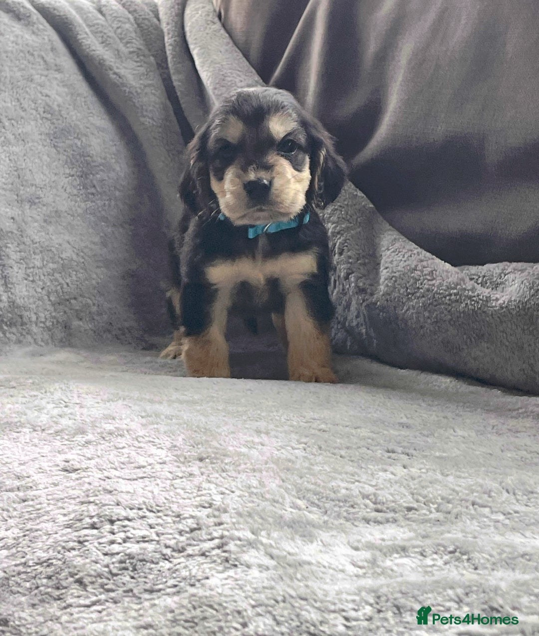 Cocker Spaniel dogs for sale: Cocker spaniel puppies  - Advert 7