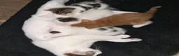 Mixed Breed cats for sale:     ✨ Adorable Kittens – 2 Boys & 1 Girl ✨ in Manchester - Advert 4