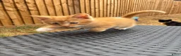Mixed Breed cats for sale: Kittens Looking for Loving Families - Advert 11