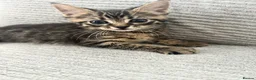Maine Coon cats for sale: Kittens Looking for Their Forever Homes 🐾 - Advert 2