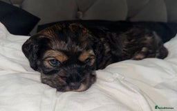 Cockapoo dogs for sale: black sable cockapoo girl  - Advert 27