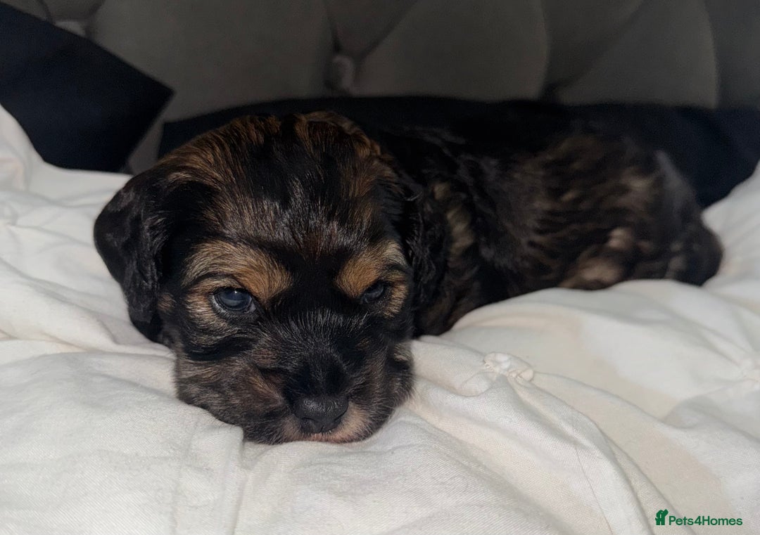 Cockapoo dogs for sale: black sable cockapoo girl  - Advert 27