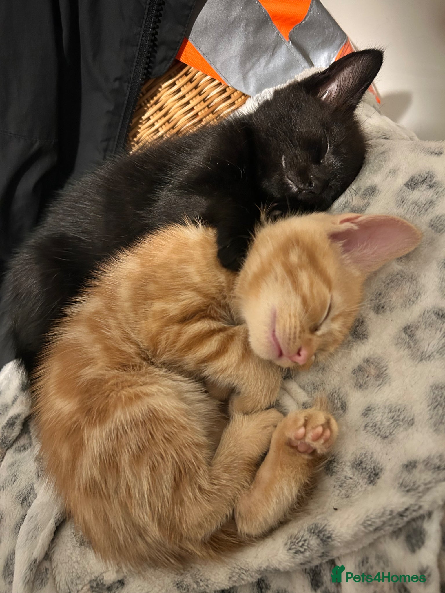 British Shorthair cats 2 Gorgeous Kittens For Sale - Advert 13