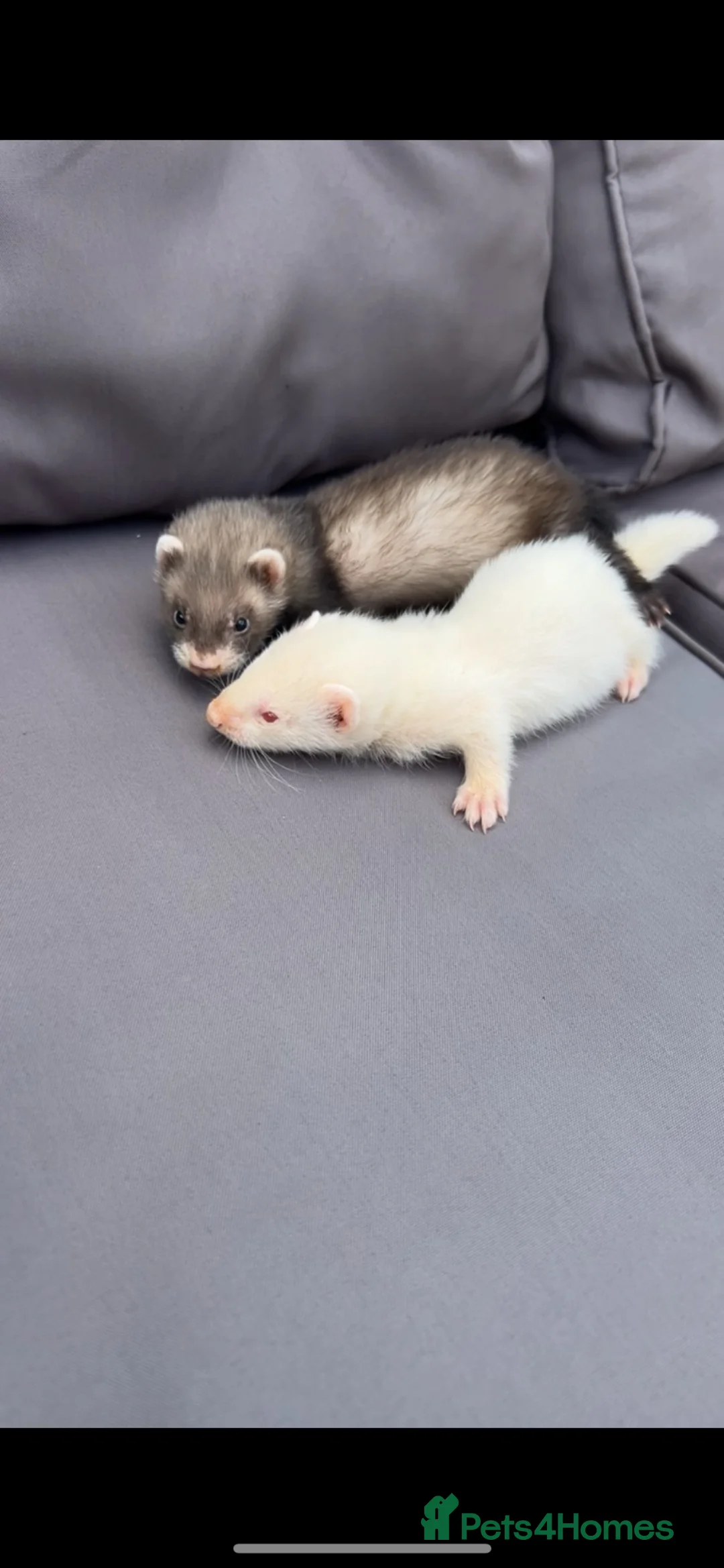 Ferret rodents for sale: Two baby jills for sale  in Scarborough - Advert 2