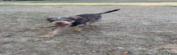 Mixed Breed dogs for sale: Bryn looking for his forever home.  in Wrexham - Advert 3