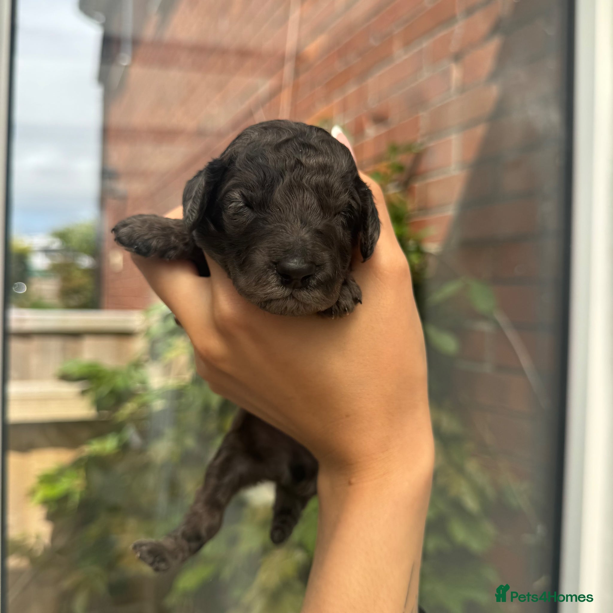 Mixed Breed dogs for sale: doxiepoo pups x2 female x4 male  - Advert 12