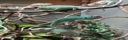 Chameleon reptiles for sale: Yemen Chameleon Babies, Normals & Pieds - Advert 3