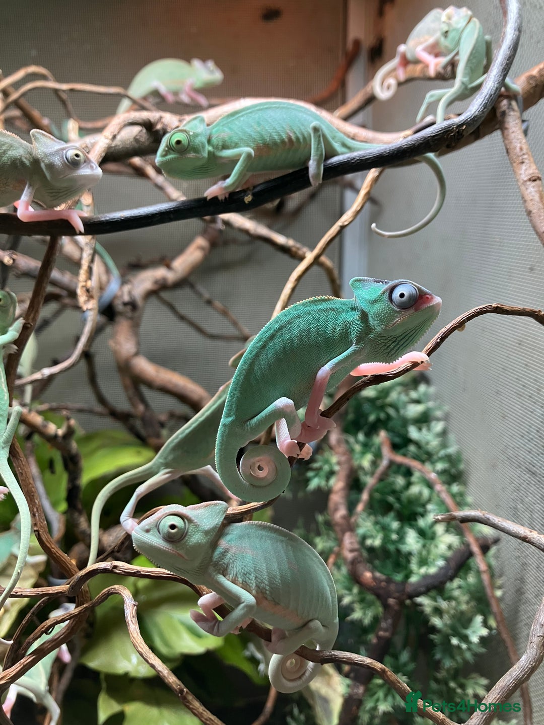 Chameleon reptiles for sale: Yemen Chameleon Babies, Normals & Pieds - Image 3