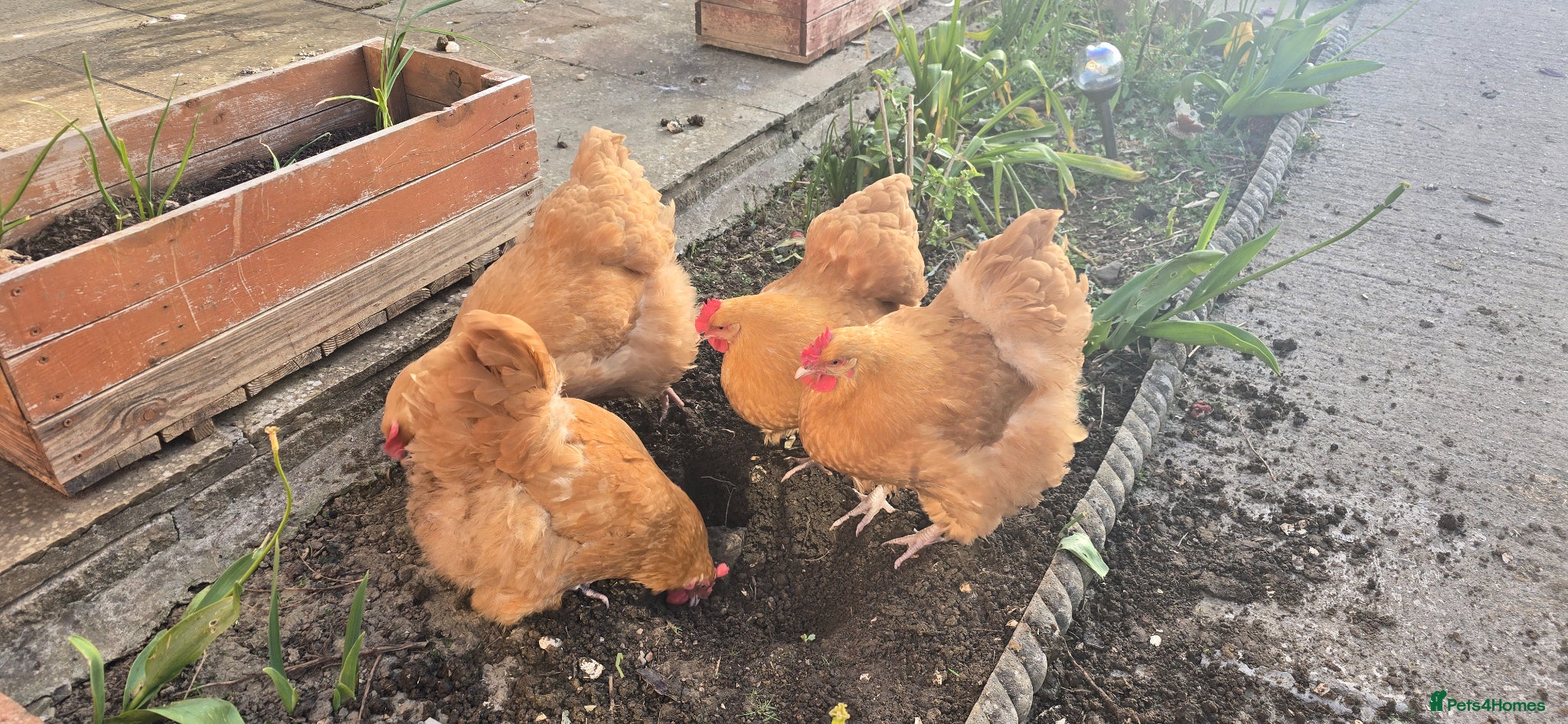 Chickens poultry Buff orpington chickens for sale - Advert 1