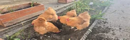 Chickens poultry for sale: Buff orpington chickens for sale - Advert 1