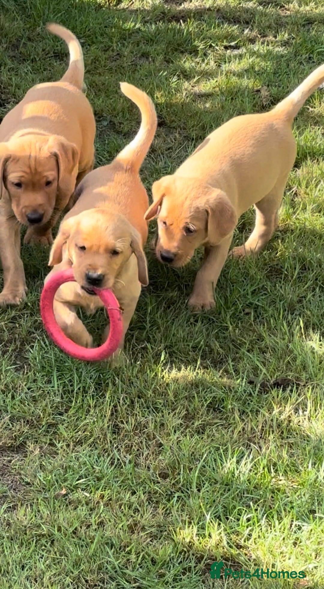 Labrador Retriever dogs for sale: Extensively health tested, kc Labradors puppies - Image 2
