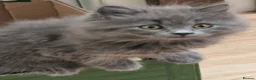 British Longhair cats for sale: Gorgeous British Blue longhair kittens - Advert 4