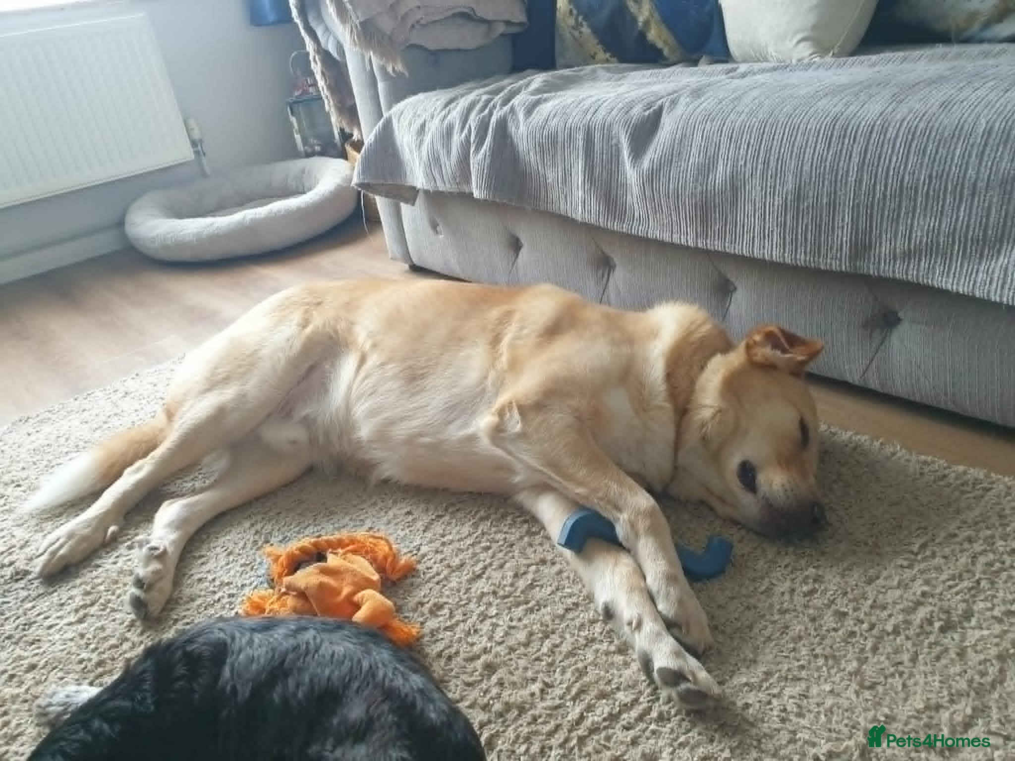 Mixed Breed dogs for adoption:  Finn – 3-Year-Old, Gentle Giant, Boy in Newport Pagnell - Advert 8