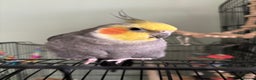 Cockatiels birds for sale: Beautiful cockatiel boy and girl pair - Advert 1