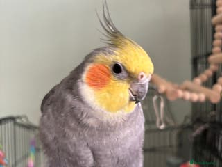 Cockatiels birds Beautiful cockatiel boy and girl pair - Advert 3