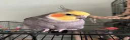 Cockatiels birds for sale: Beautiful cockatiel boy and girl pair - Advert 1