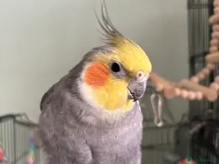 Cockatiels birds Beautiful cockatiel boy and girl pair - Advert 7