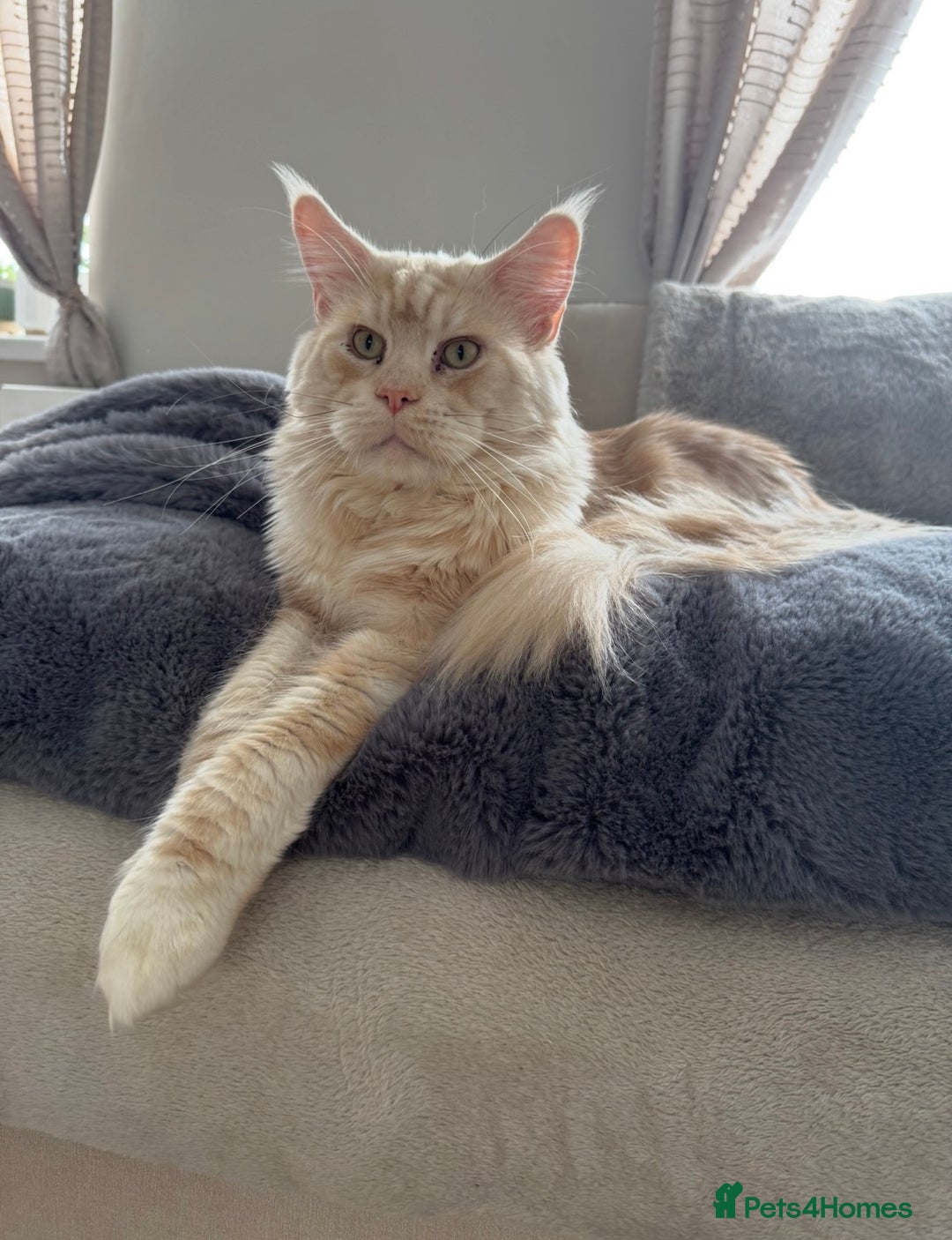 Ragcoon cats for sale: 6 beautiful boy Mainecoon x ragdoll kittens  - Advert 22