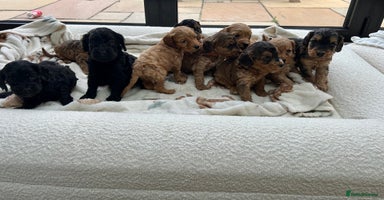 Cockapoo dogs - Advert 7